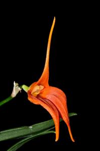 Masdevallia ingridiana