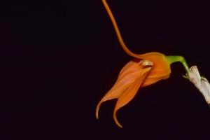 Masdevallia ingridiana