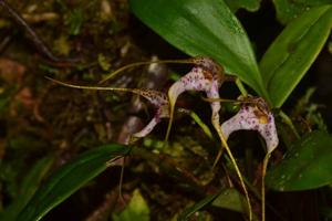 Masdevallia laevis