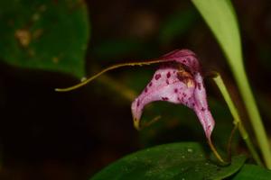 Masdevallia laevis