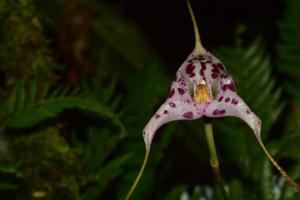 Masdevallia laevis