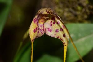 Masdevallia laevis