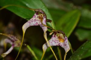 Masdevallia laevis