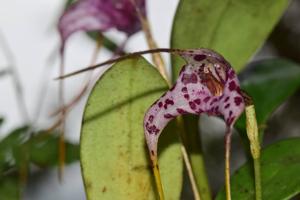 Masdevallia laevis