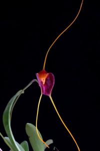 Masdevallia lata