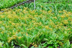 Masdevallia lehmannii