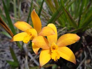 Cattleya briegeri