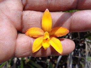 Cattleya briegeri