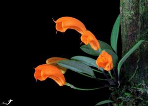 Masdevallia mendozae