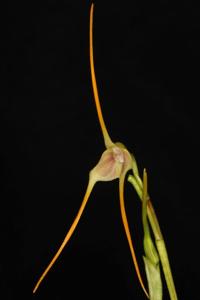 Masdevallia mezae