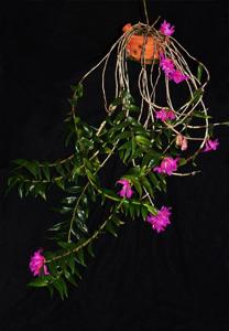 Dendrobium glomeratum