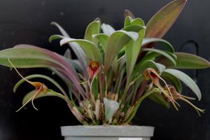 Masdevallia misasii