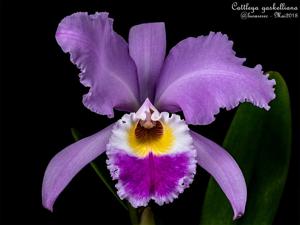 Cattleya gaskelliana