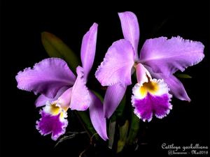 Cattleya gaskelliana