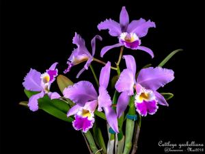 Cattleya gaskelliana