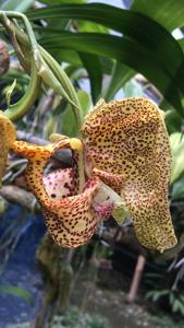 Coryanthes elegantium