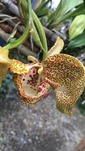 Coryanthes elegantium