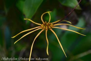 Bulbophyllum makoyanum