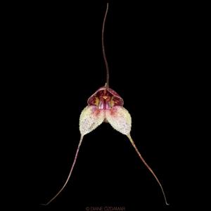 Masdevallia nidifica