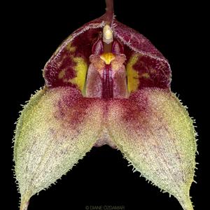 Masdevallia nidifica