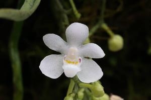 Sarcochilus hillii