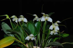 Masdevallia nivea