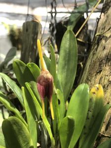 Masdevallia obscurans