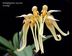 Bulbophyllum macraei