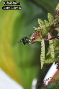 Catasetum ariquemense