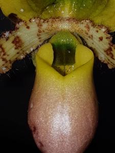 Paphiopedilum primulinum