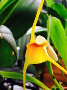 Masdevallia rex