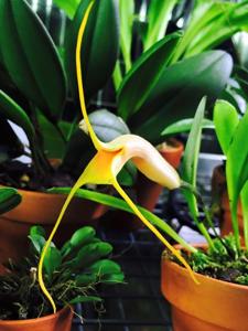 Masdevallia rex