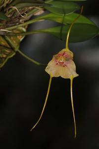 Masdevallia wageneriana