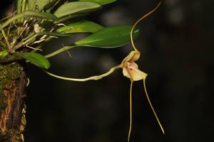 Masdevallia wageneriana