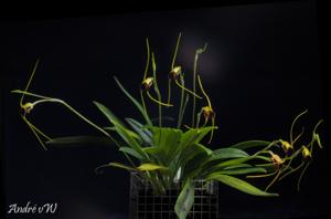 Masdevallia oreas