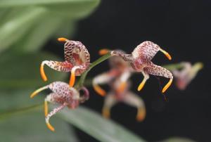 Masdevallia pachyura