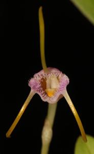 Masdevallia paivaeana