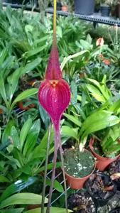 Masdevallia panguiensis