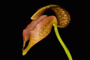 Bulbophyllum grandiflorum