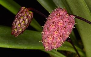 Bulbophyllum repens