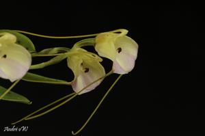 Masdevallia persicina