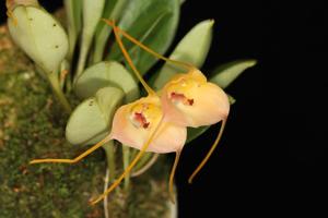 Masdevallia persicina