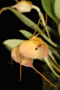 Masdevallia persicina