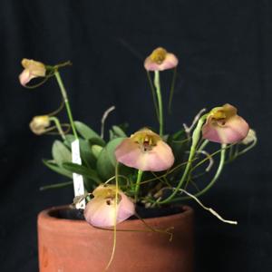 Masdevallia persicina