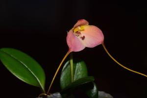 Masdevallia persicina