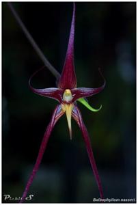 Bulbophyllum nasseri