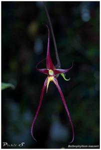 Bulbophyllum nasseri