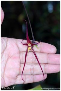 Bulbophyllum nasseri