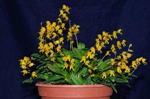 Masdevallia polysticta