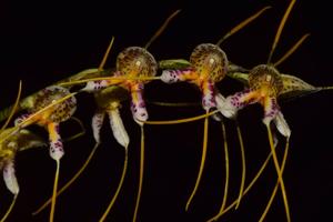 Masdevallia polysticta